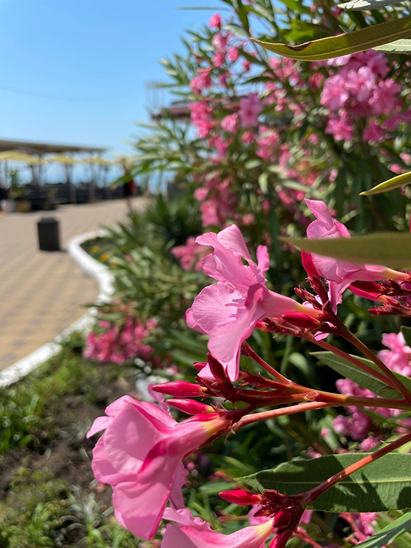 Отдых летом в Алуште: цветы